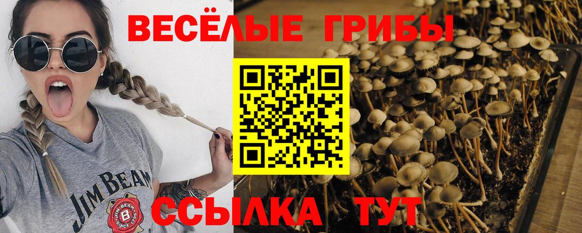 Галлюциногенные грибы Psilocybine cubensis Сызрань